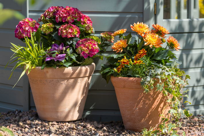 Gardening tips for July
