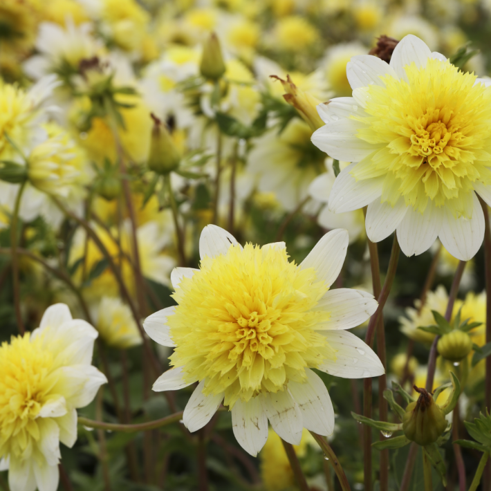 Gardening tips for July