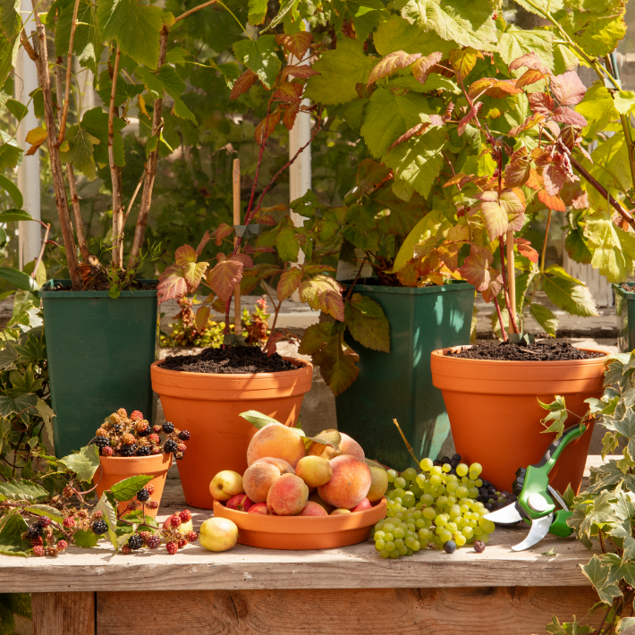 Gardening tips for July