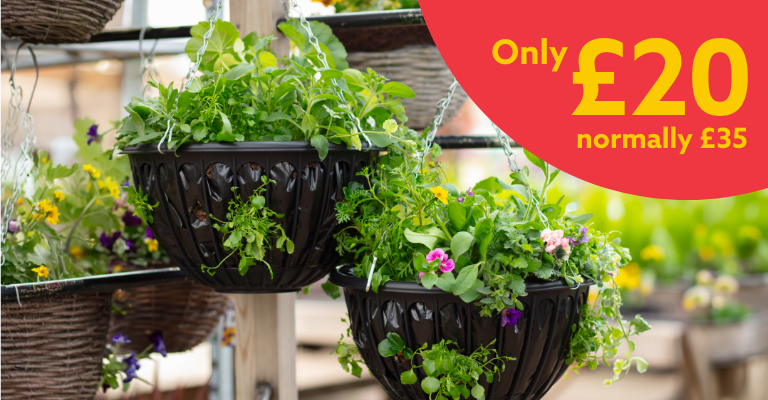 Pre-planted Hanging Basket 35cm