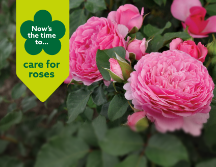 Now’s the time to care for roses