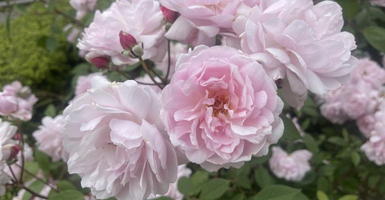 Encourage more blooms