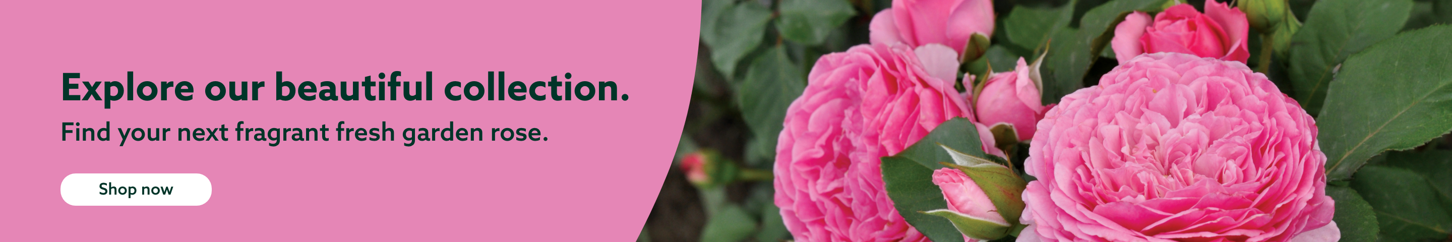 Garden Roses