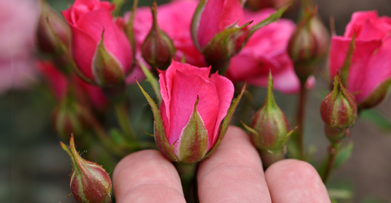 How to plant and care for roses