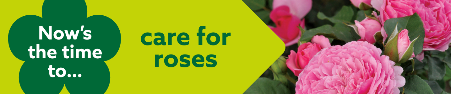 Now’s the time to care for roses