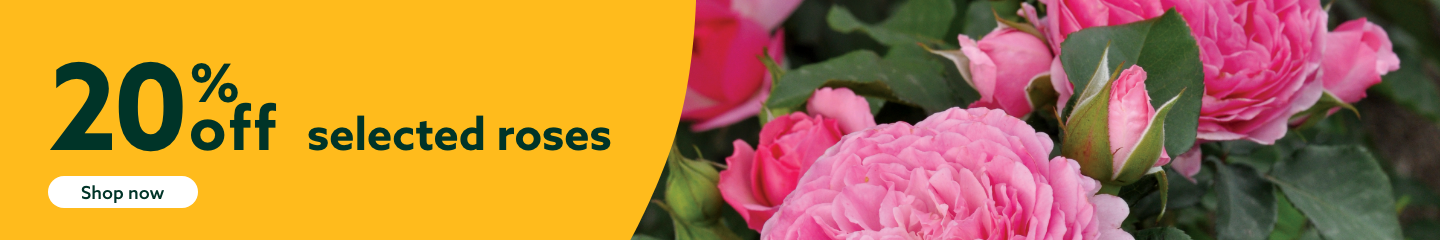 20% off selected roses