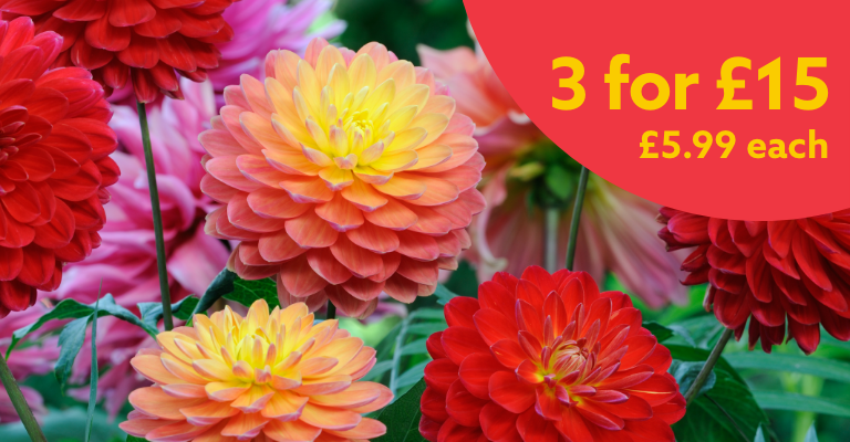 Dahlia Gallery 1.5L - 3 for £15-