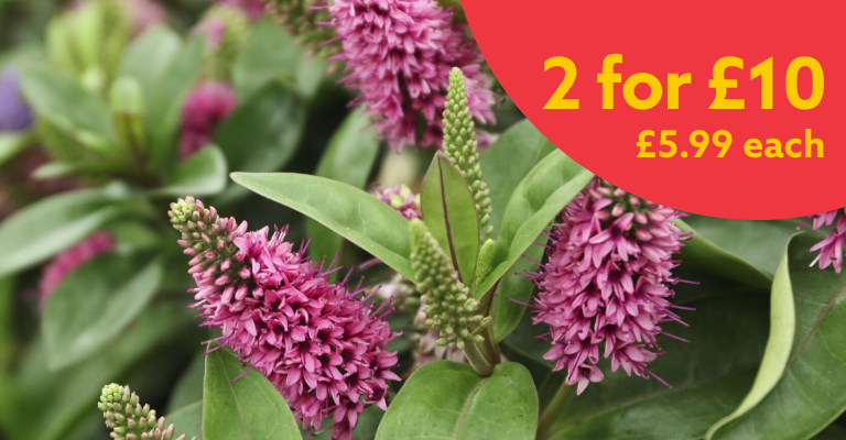Hebe 10.5cm - 2 for £10