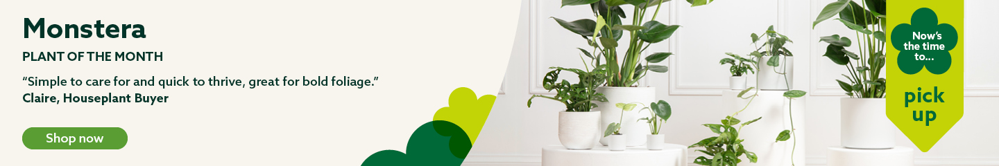 Monstera