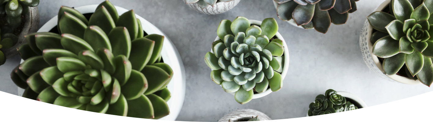 Houseplant of the month succulents
