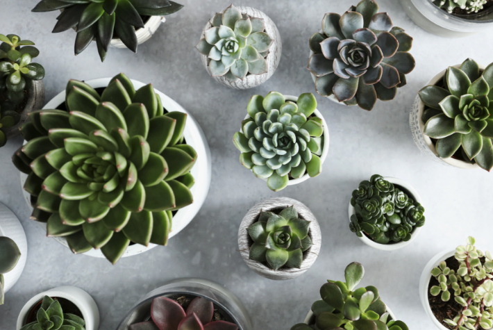 Houseplant of the month succulents