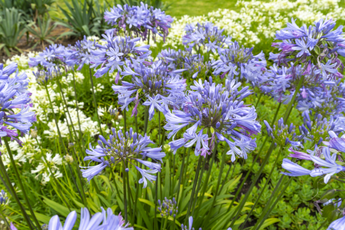 How to keep your garden watered during a hosepipe ban