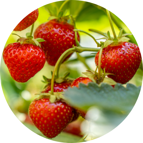Strawberries