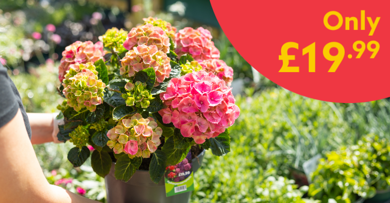 5L Hydrangea Macrophylla