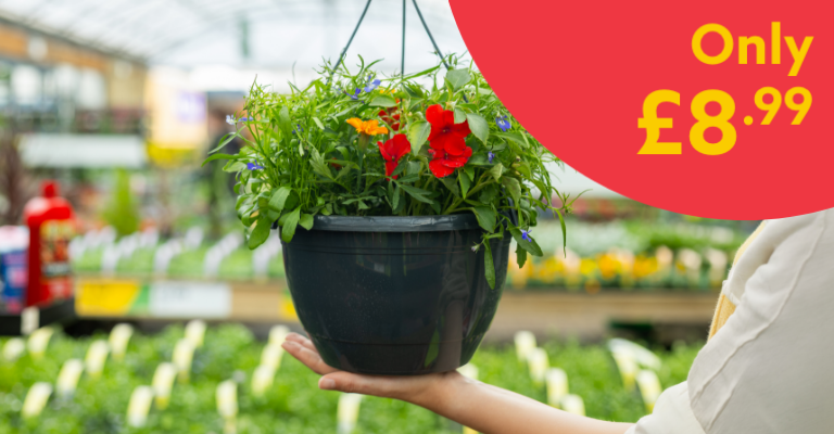 Hanging Pot Mixed Bedding 27cm