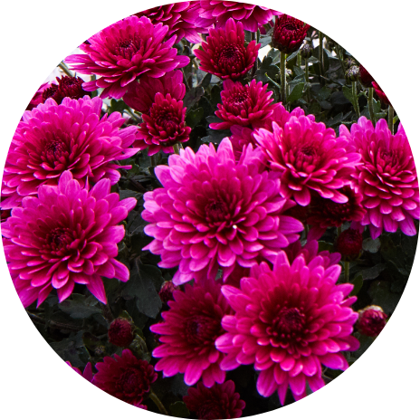 Plants Offers