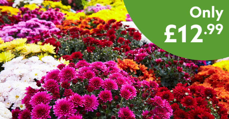Plants Offers