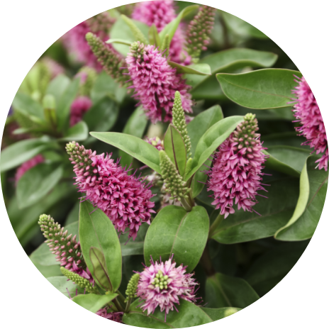Plants Offers