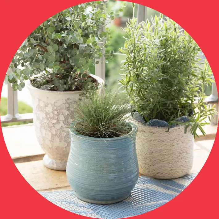 Pots & Planters