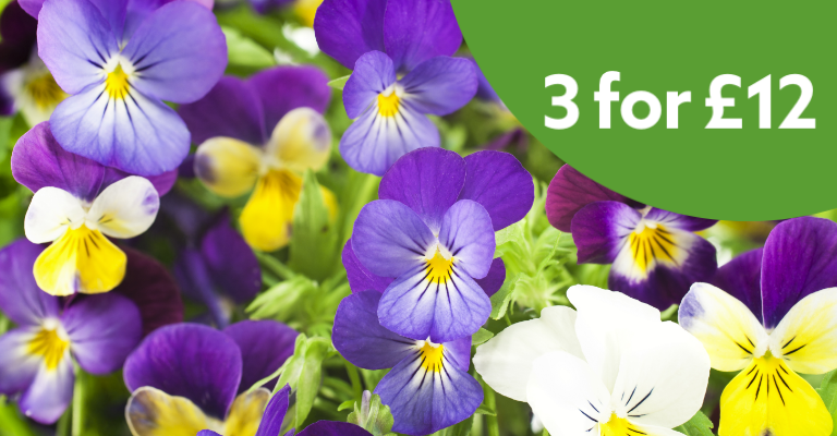 Plants Offers