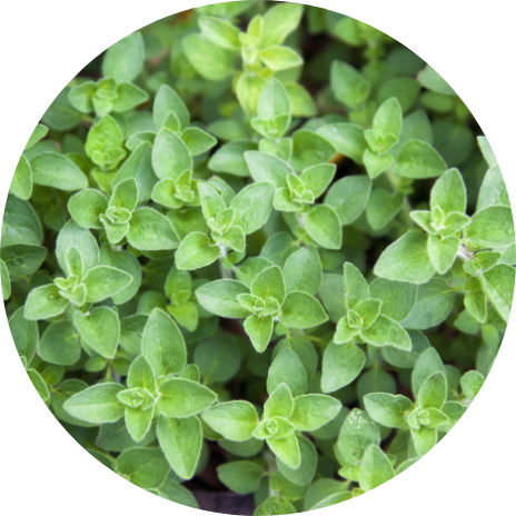 Plants Offers