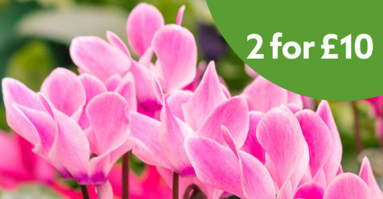 Plants Offers