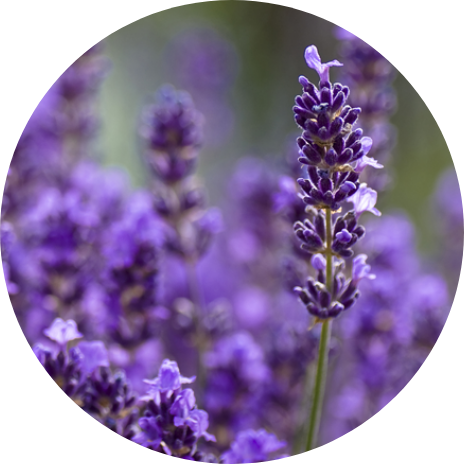 Plants Offers