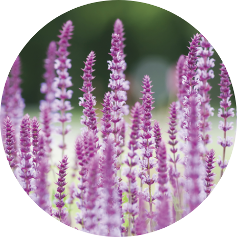 Plants Offers