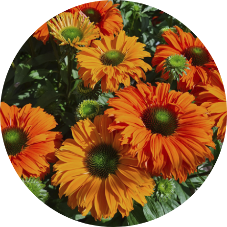 Plants Offers