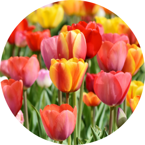 Flowering bulbs & tubers