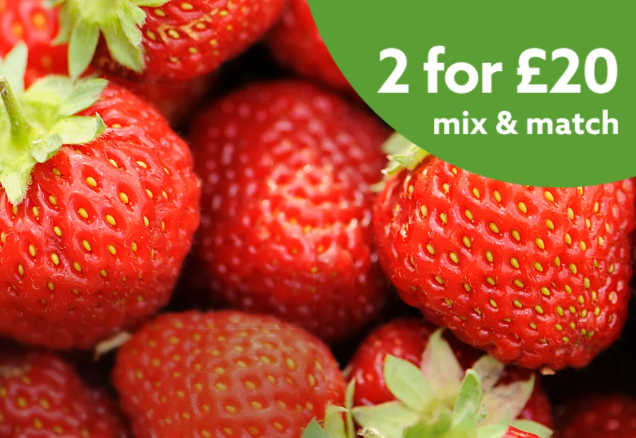 Strawberry 5 Packs 2 for £20
