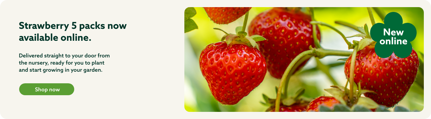 Strawberry 5 packs now available online