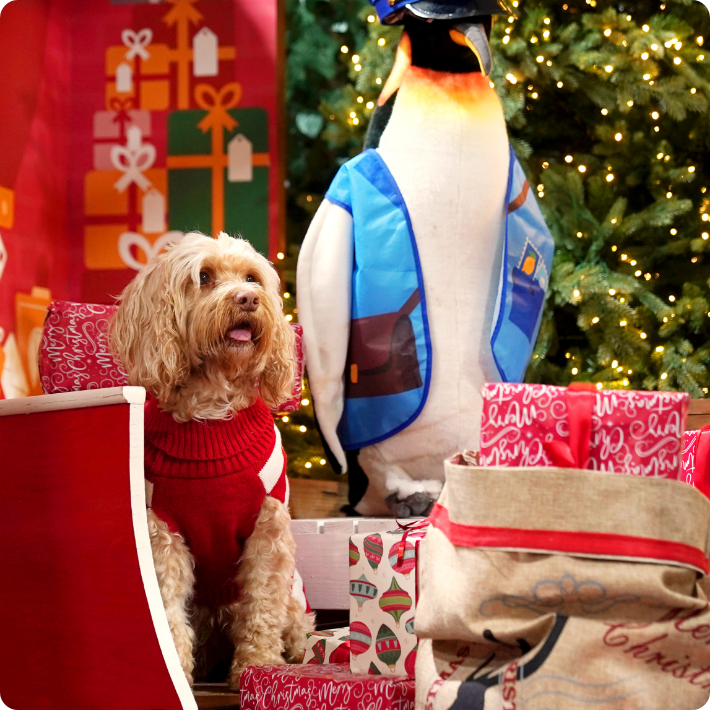 Santa Paws