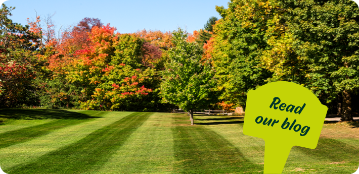 Autumn lawn care