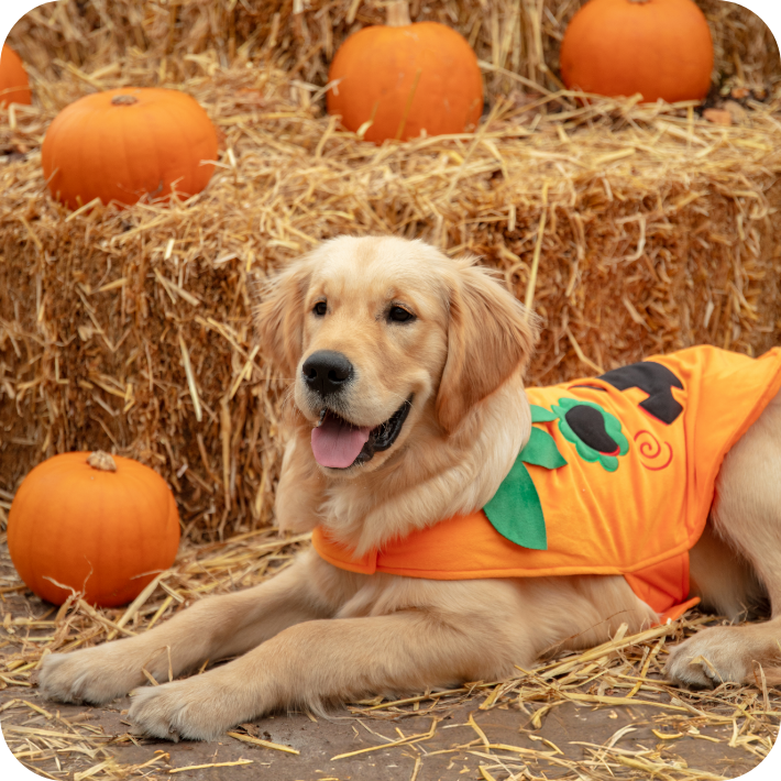 Pup-kin Patch
