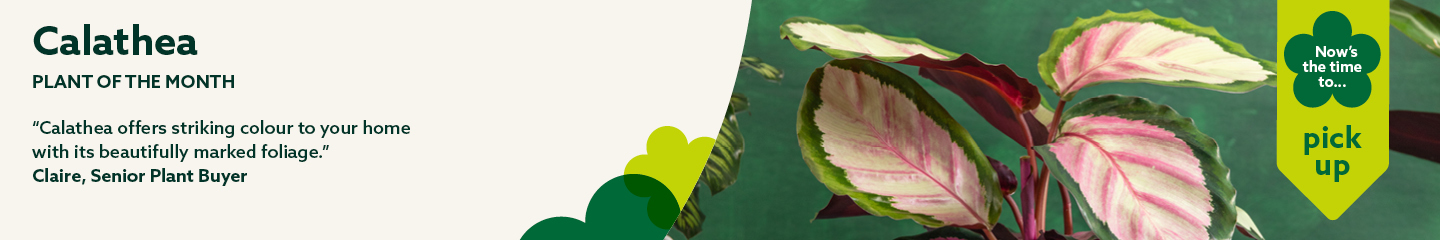September plant of the month