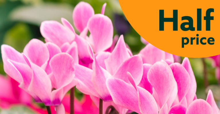 August Bank Holiday offers 
