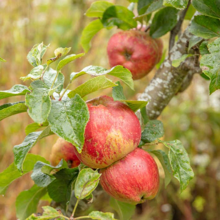 Gardening tips for September