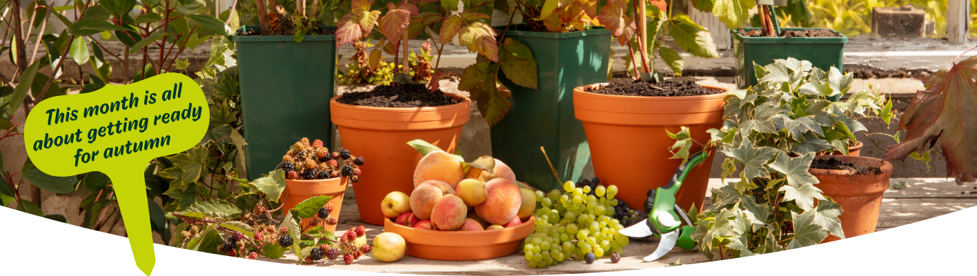Gardening tips for September