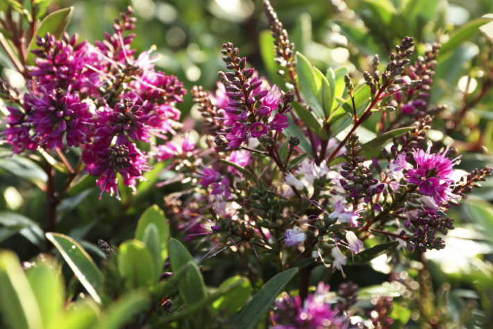 August Gardening Tips