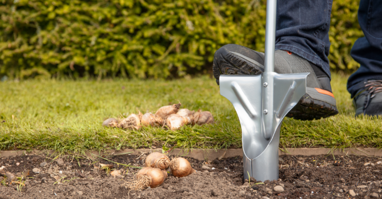Now's the time to tidy your garden