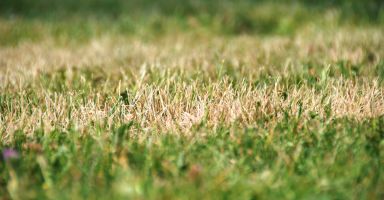 Now's the time to repair your lawn