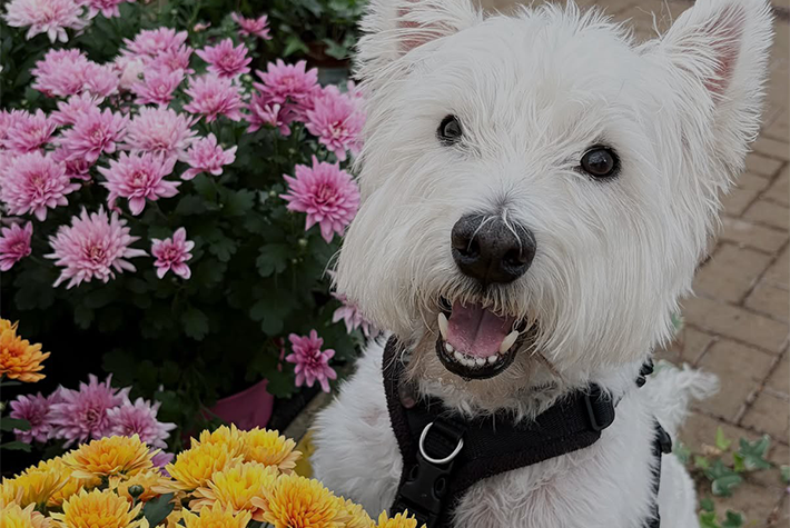 @westie.oscar