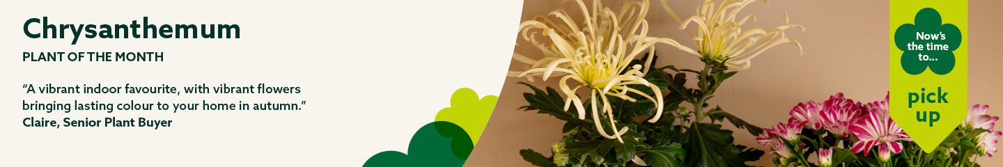 October houseplant of the month