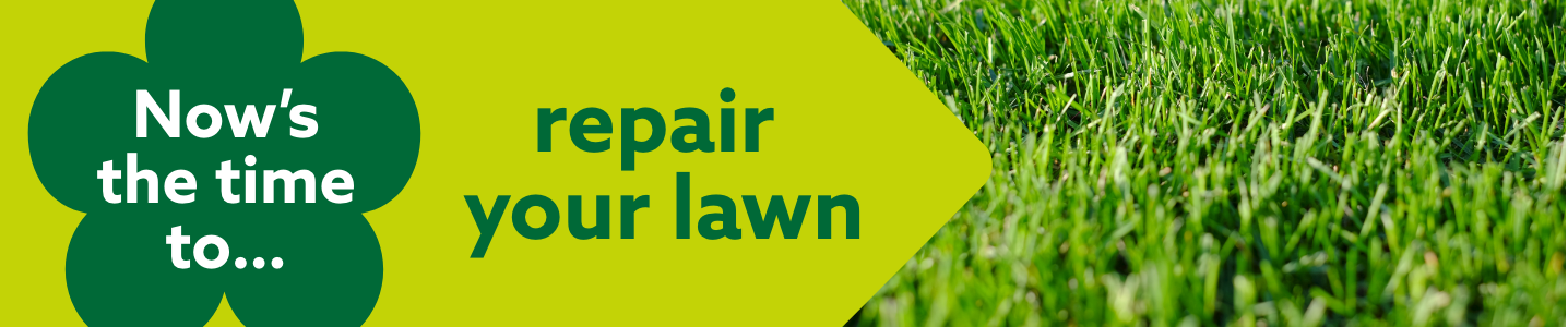 Now's the time to repair your lawn