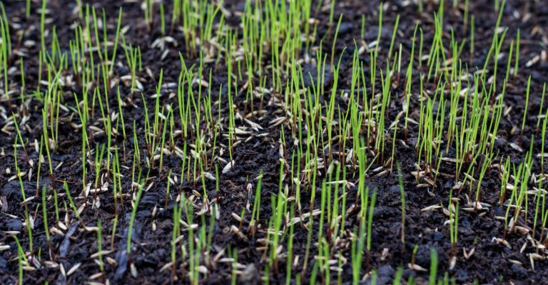 Now's the time to repair your lawn