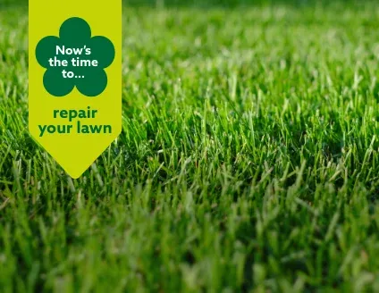 Now’s the time to repair your lawn