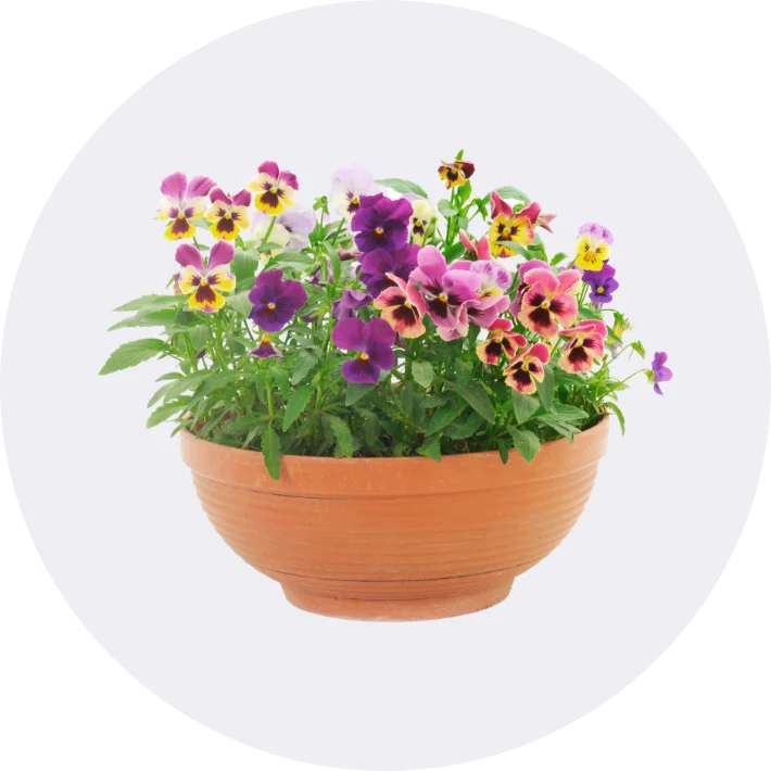 Plants