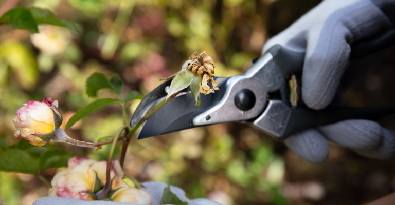 Now's the time to tidy your garden