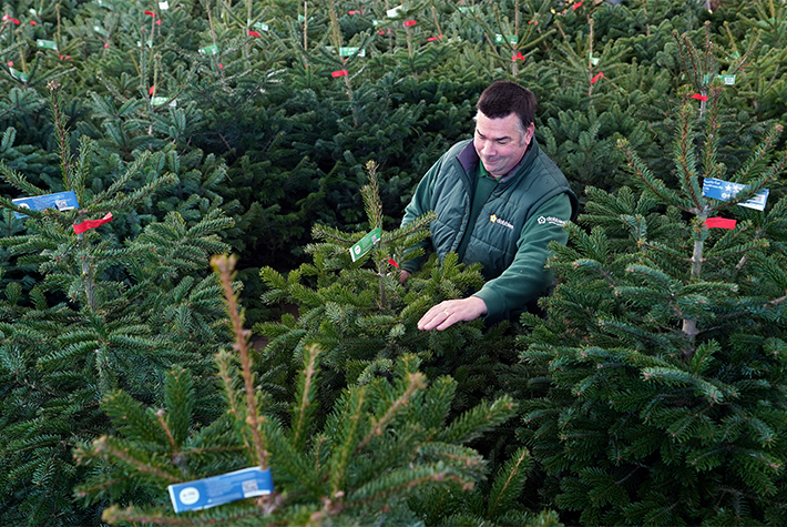 Dobbies Community Christmas Trees